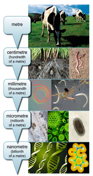 Image from Wakelin et al. (2018) illustrating the application of ecological metagenomics together with the measurement of soil biogeochemical properties to provide new insights and tools to characterise the functional complexity of soil microbial processe