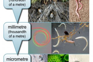 Image from Wakelin et al. (2018) illustrating the application of ecological metagenomics together with the measurement of soil biogeochemical properties to provide new insights and tools to characterise the functional complexity of soil microbial processe