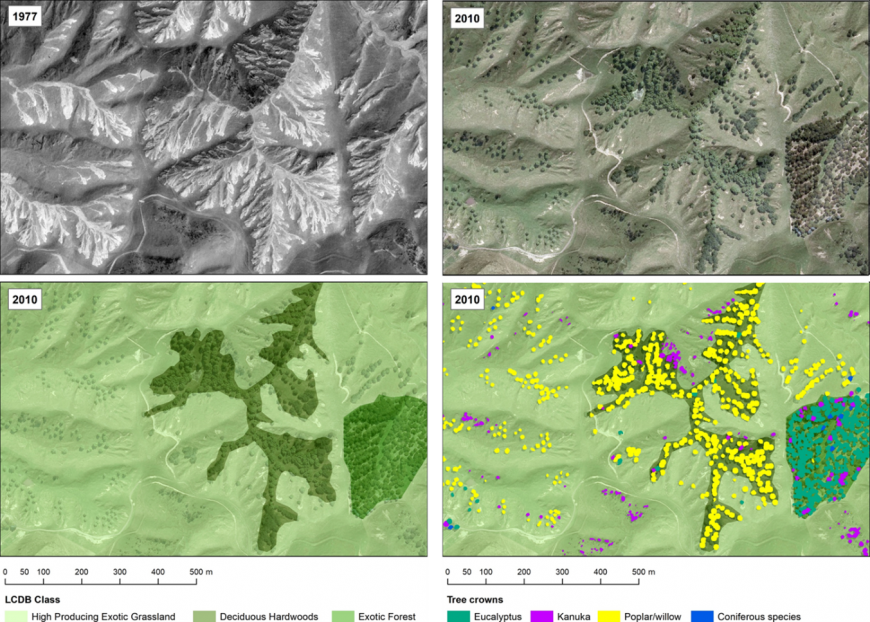 Figure 1. Many widely spaced poplars, willow, and eucalyptus trees (top right) have been planted on this farm in the Wairarapa in response to a devastating rainfall event in 1977 (shown in the historic aerial photo top left). The Land Cover Data Base of New Zealand (LCDB; bottom left) is not at the scale required to capture the effect of individual trees. LiDAR data enable individual trees to be identified and classified using high resolution imagery (bottom right).