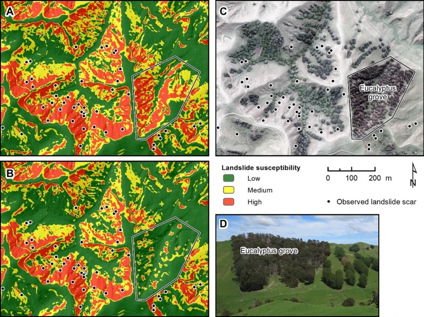 Figure 2. Spatial predictions of landslide susceptibility under (A) treeless pasture, (B) actual trees present in 2013 as shown in (C). The photograph (D) of the eucalyptus grove seen in (C) is courtesy of Ebony Davison. The landslide susceptibility classes correspond to expected rates of landsliding based on past observations: 80% in the red zone; 15% in the yellow zone; and 5% in the green zone.