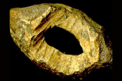 Rat-gnawed seed