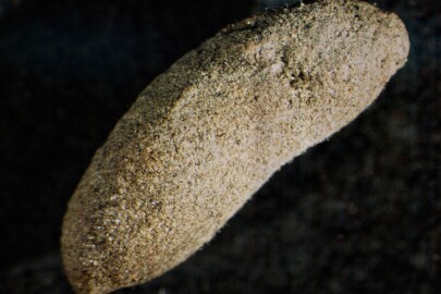 Coprolite