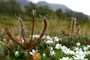 Drosea arcturii McKellar Saddle