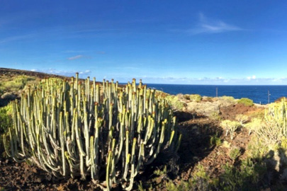 Coastal shrubland