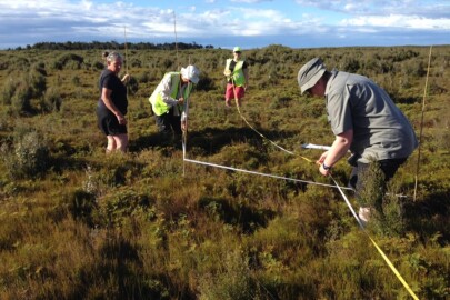 Figure 2. Setting up sampling plots on a restiad bog, Awarua, Southland.