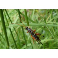 Whitespotted Ichneumonid