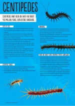 Poster: centipedes