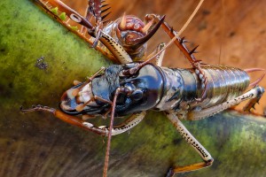 Male Auckland tree wētā / tokoriro [Hemideina thoracica]