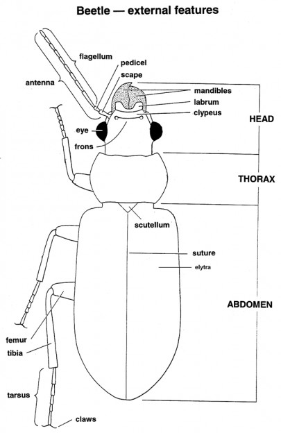 Diagram of a beetle
