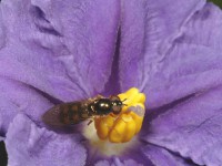 Hover fly Hover fly
