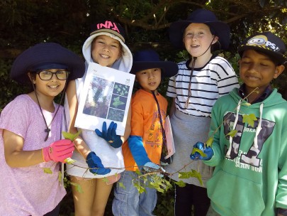 Students collecting ivy. Photographed by a student of Wakaaranga Primary School