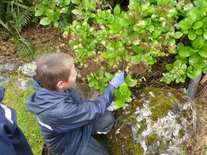 Student collecting hydrangea.