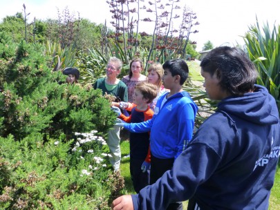 Students hunt for biocontrol insects on gorse.