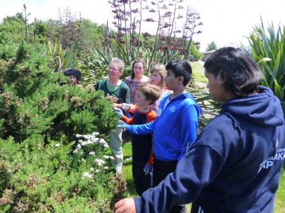 Students hunt for biocontrol insects on gorse. Students hunt for biocontrol insects on gorse.