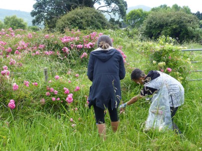 TKKM students collecting wild roses in the field.