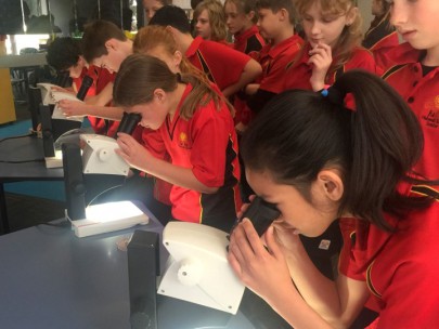 Halswell School students studying tradescantia beetles. Image: Suzette Howe