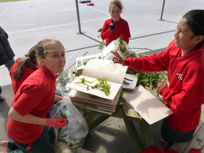 Hokitika students pressing plants.