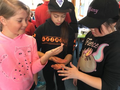 Manuka School students handling green thistle beetles ([Cassida rubiginosa]). Image: Monique Russell