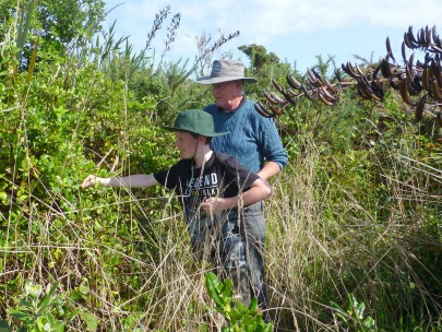 Paroa School student releasing Honshu white admiral butterfly caterpillars. Image: Murray Dawson