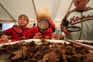BioBlitz: Fiinding out what can be found in leaf litter