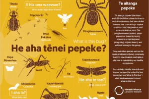 He aha tēnei pepeke? What is this bug? Poster screenshot