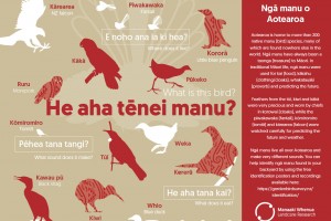 Poster: He aha tēnei manu? What is this bird?