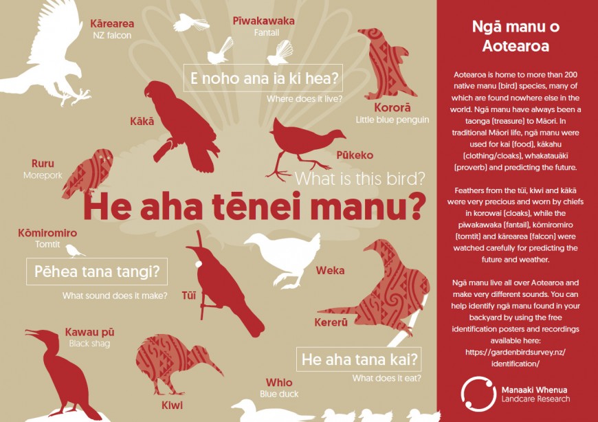 Poster: He aha tēnei manu? What is this bird? Click to download