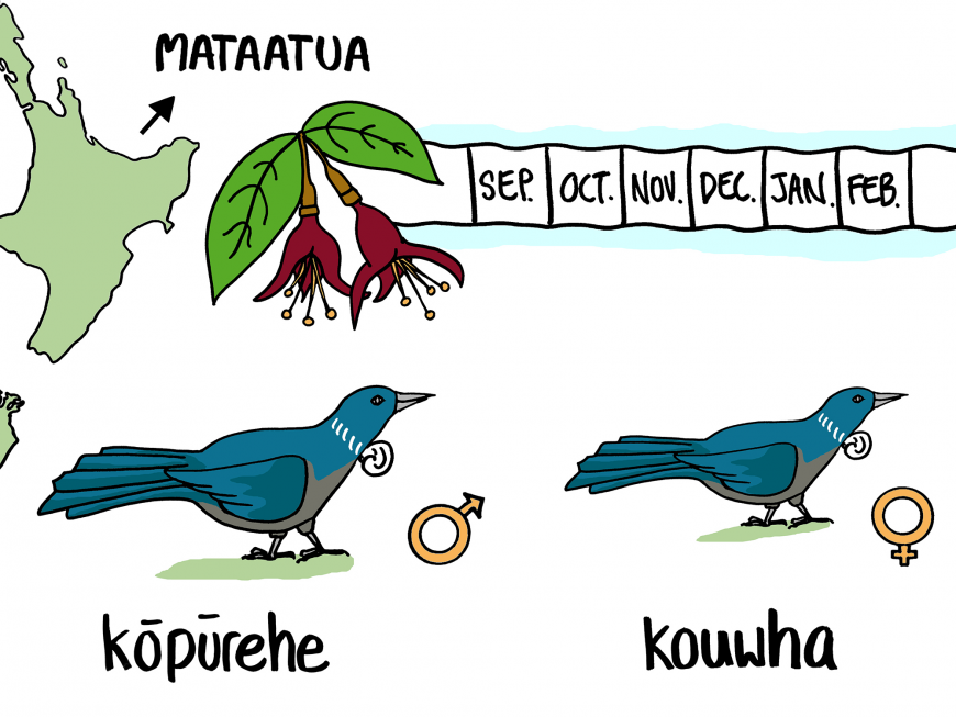 In Whakatāne, male and female bird names vary depending on which plants are flowering