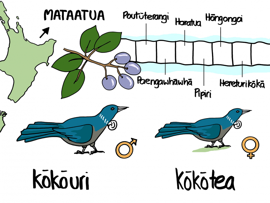 After the hīnau (or Elaeocarpus dentatus, a tall forest tree) have finished fruiting, male kōkō are called kōkōuri and females kōkōtea in the Mataatua tribal area.