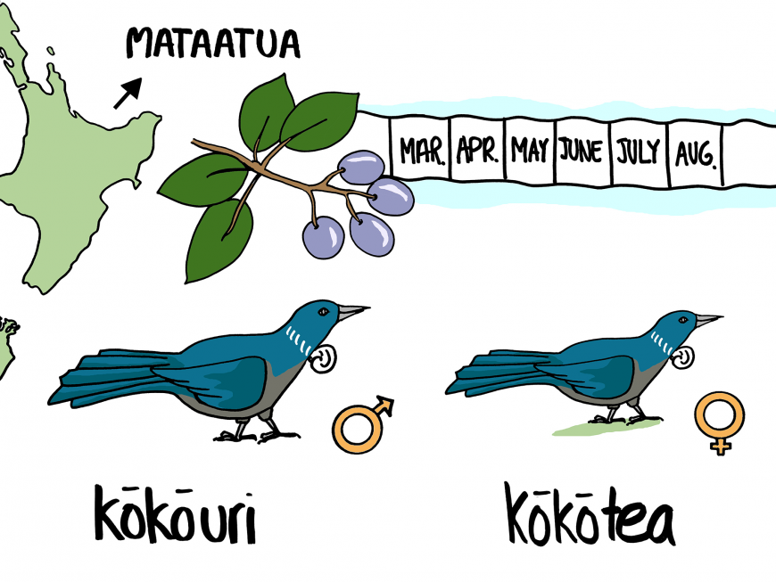 In Whakatāne, male and female bird names vary depending on which plants are fruiting.