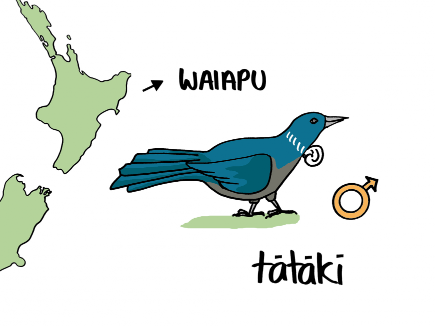 In Waiapu area (on the East Cape), tātākī is said to denote a large tūī, a male bird. The male has a larger white tuft and more white feathering on the collar than the female.