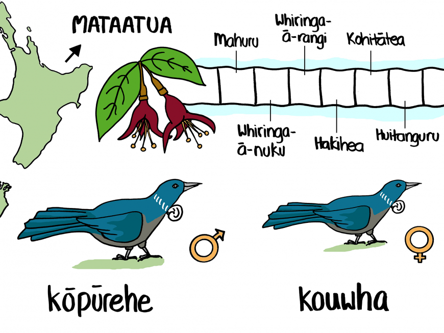 Some names are linked to seasonal patterns. In the Mataatua tribal area, male kōkō are called kōpūrehe and females kouwha from the time the kōtukutuku (or native fuchsia, Fuchsia excorticata) flowers until the fruiting of the hīnau (or Elaeocarpus dentatus, a tall forest tree).