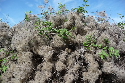 [Clematis vitalba] (old mans beard). Image: © Murray Dawson