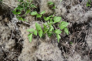 [Clematis vitalba] (old mans beard). Image: © Murray Dawson