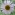 [Erigeron karvinskianus] (Mexican daisy). Image: © Murray Dawson  Image