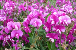 [Lathyrus latifolius] (everlasting pea). Image: © Murray Dawson