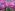 [Lathyrus latifolius] (everlasting pea). Image: © Murray Dawson Image