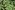 [Malva assurgentiflora] (Californian mallow). Image: © Murray Dawson  Image