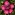 [Malva assurgentiflora] (Californian mallow). Image: © Murray Dawson Image