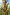 [Oenothera glazioviana] (evening primrose) Image © Murray Dawson  Image