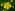 [Ranunculus acris] (meadow buttercup). Image: © Murray Dawson Image
