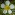 [Ranunculus trichophyllus] (water buttercup). Image: © Murray Dawson  Image