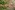 [Watsonia meriana] (bulbil watsonia). Image: © Murray Dawson Image