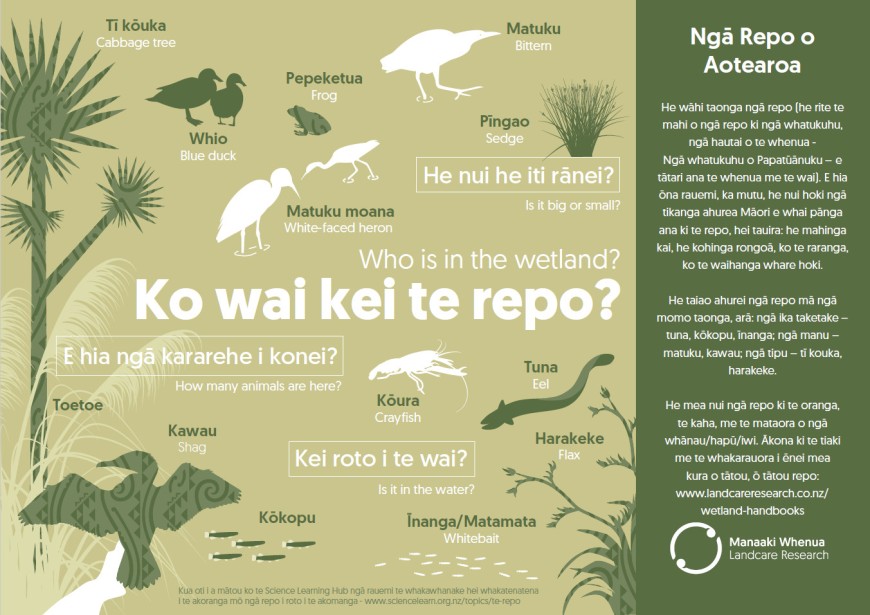 Poster: Ko wai kei te repo? Who is in the wetland?