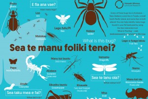 Sea te manu foliki tenei? What is this bug?