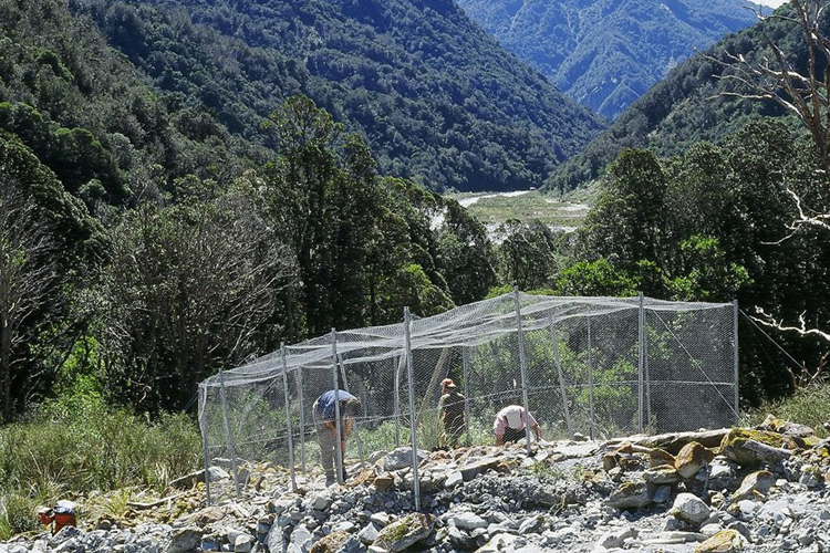 Browsing animals effects on floodplain vegetation measured using robust exclosures in Westland