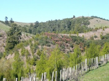 An area of native plantings on the Whatawhata integrated catchment farm
