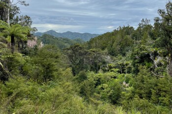 Northland forest