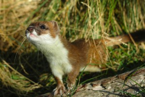 Stoat. Image: Patrick Garvey