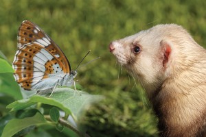 Biosecurity Bonanza banner